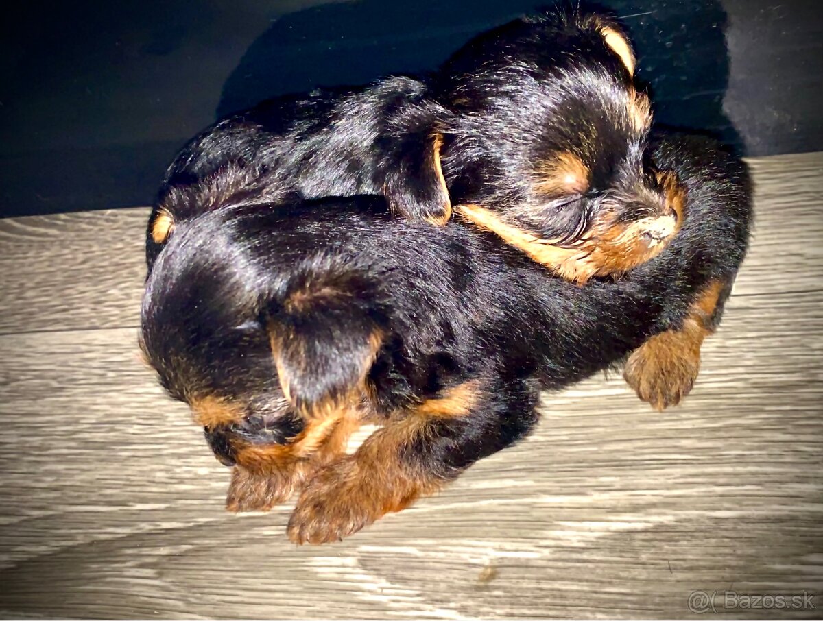 Mini Yorkshire terrier - 4