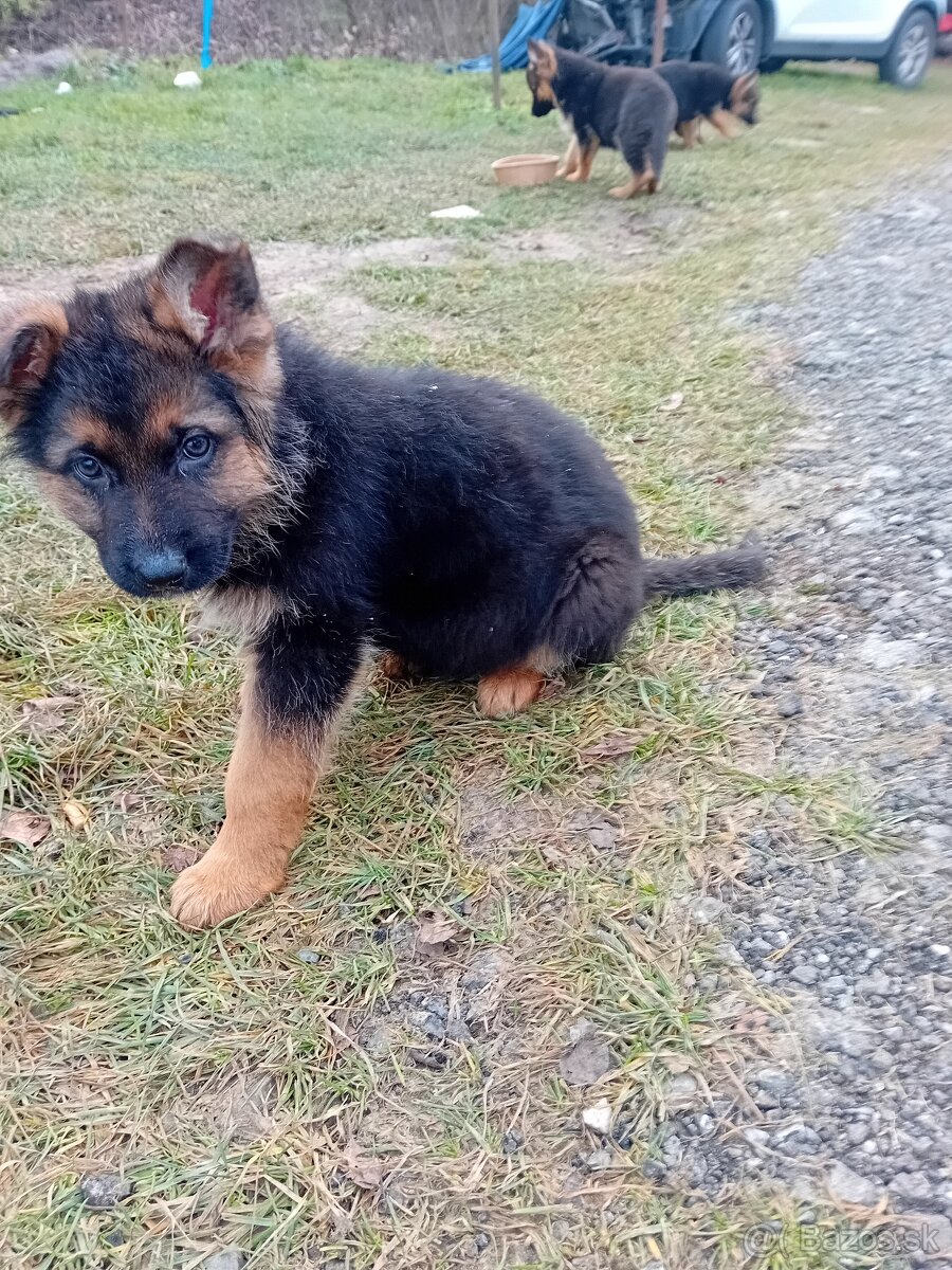 Nemecký ovčiak - 4