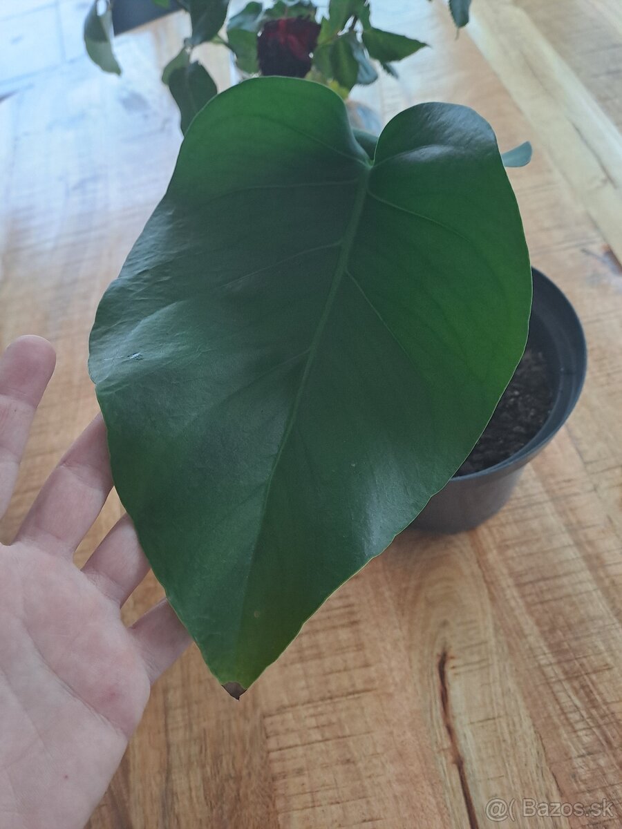Monstera kvet cca 30-40cm - 4