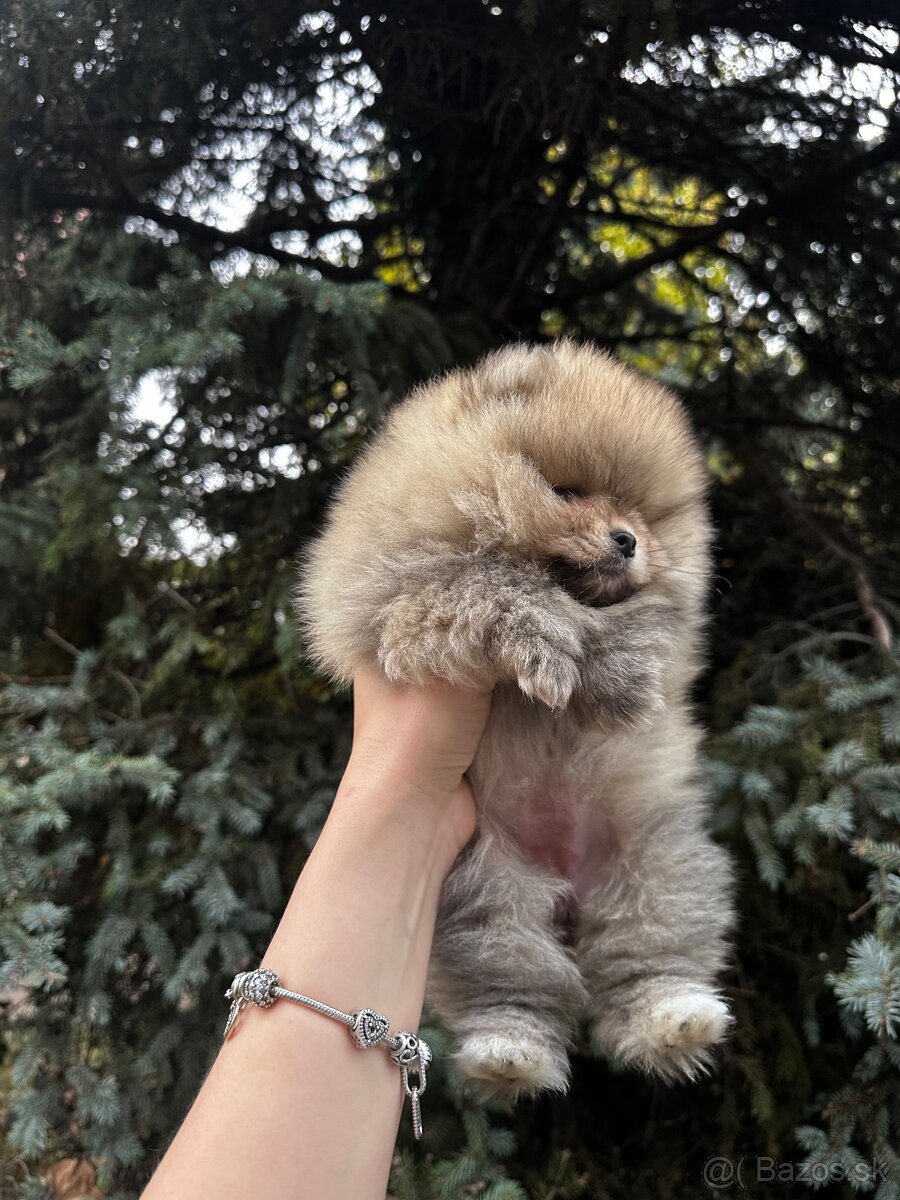 Pomeranian Boo-šteniatká na predaj - 4