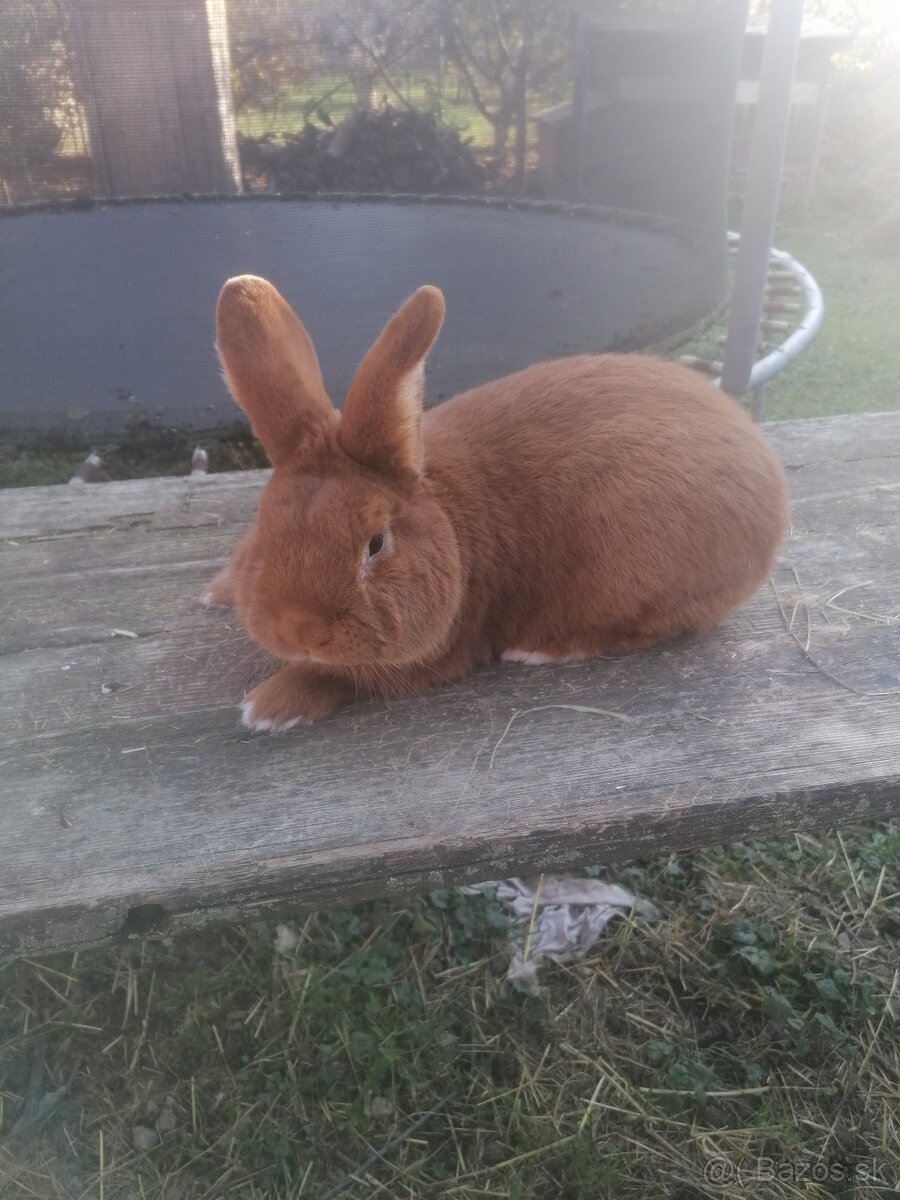 Novozelandsky červený - 4