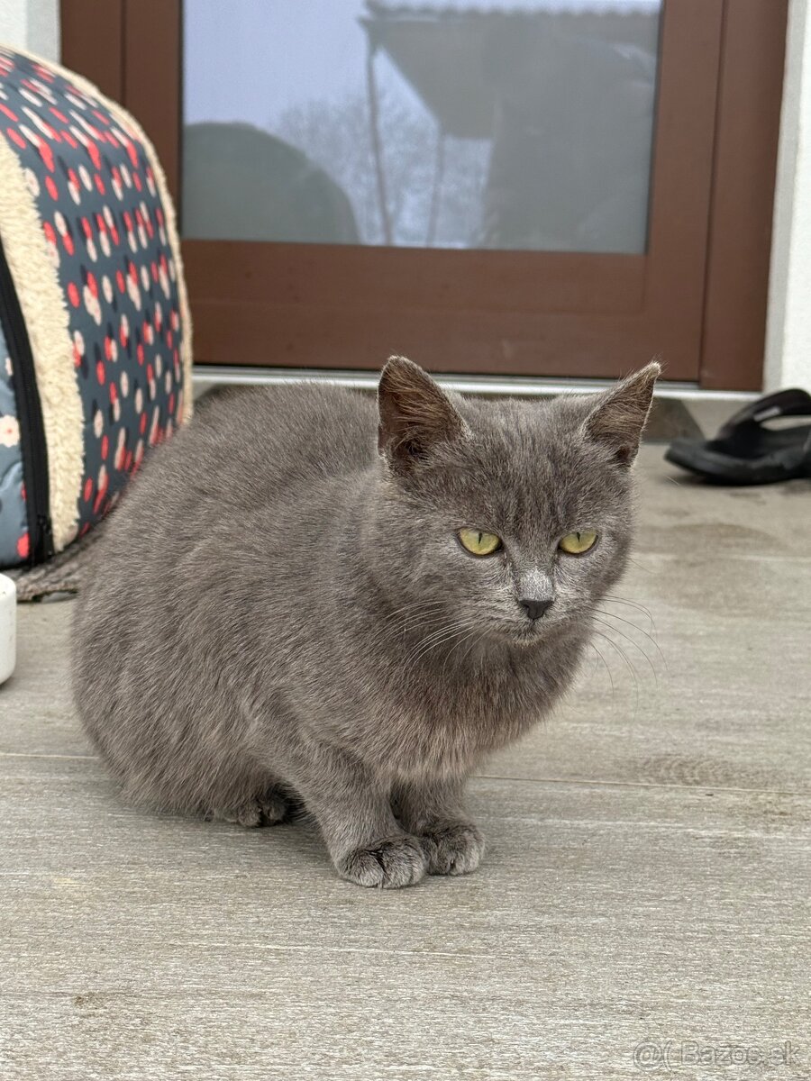 Darujem Mačičku - 4