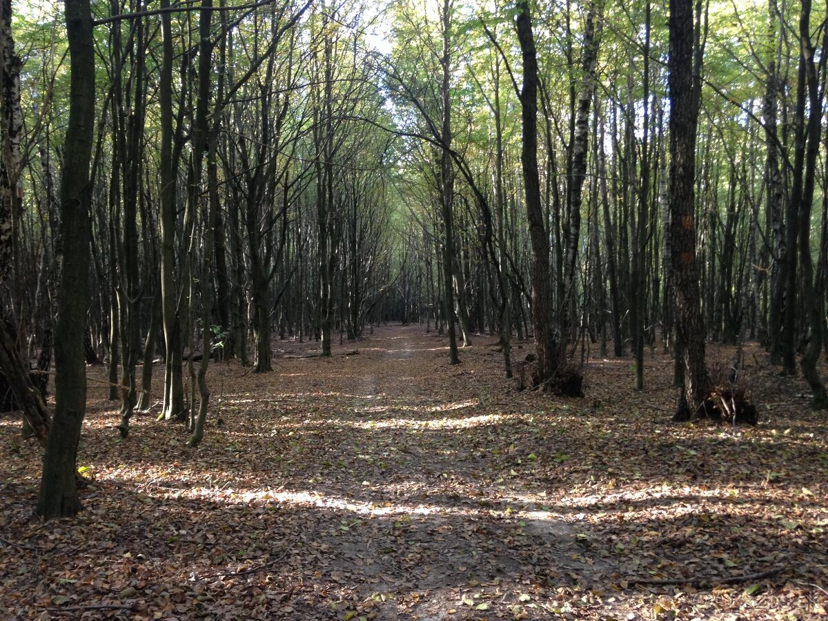 Prenajmem pozemok na Domaši - 4