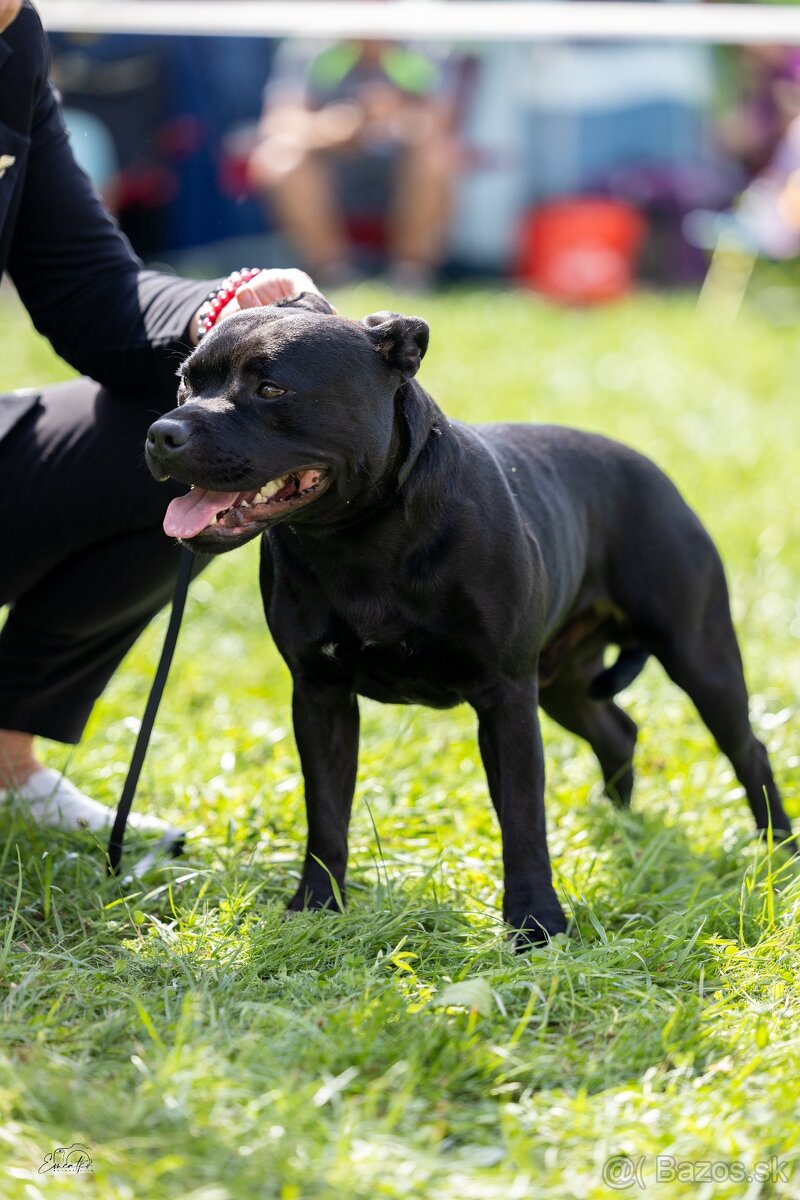 stafordšírsky bulteriér - 4