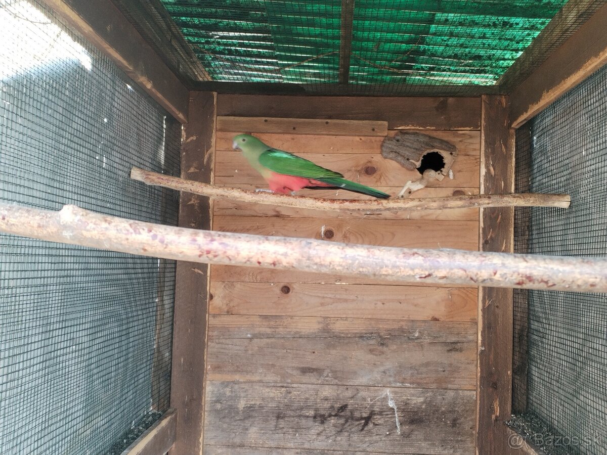 Papagáj kráľovský - 4