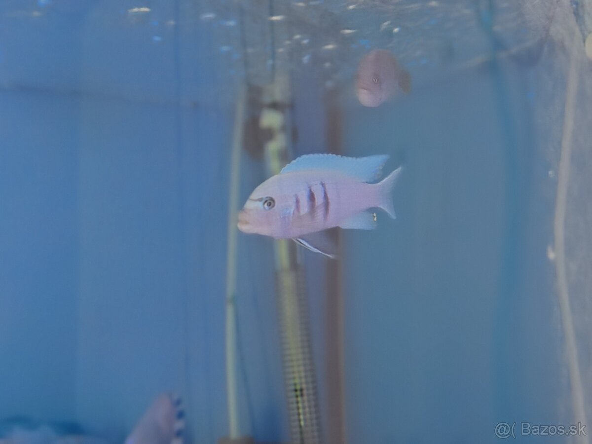 Cynotilapia sp. hara - 4