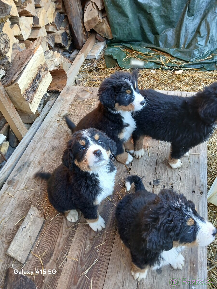 Bernský salašnícky pes - 4