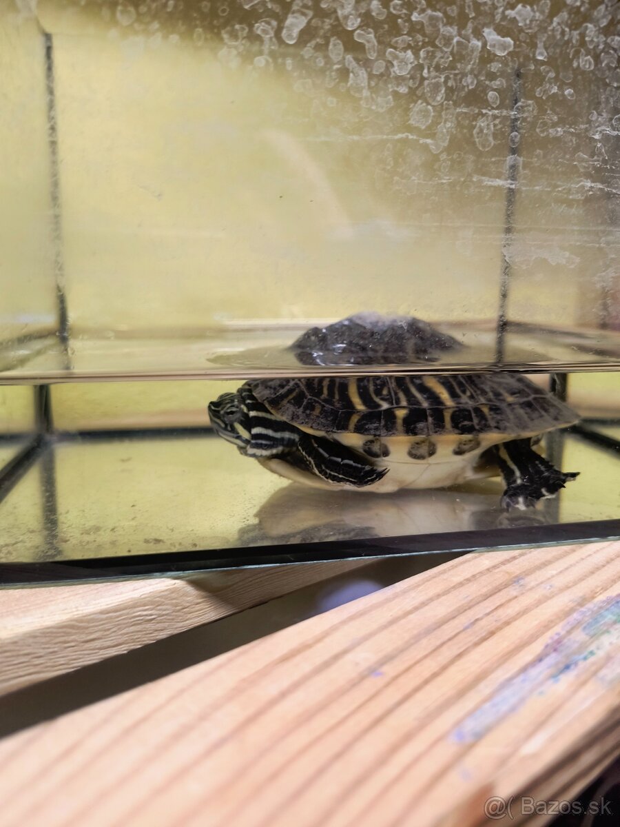 Korytnačka vodna - 4