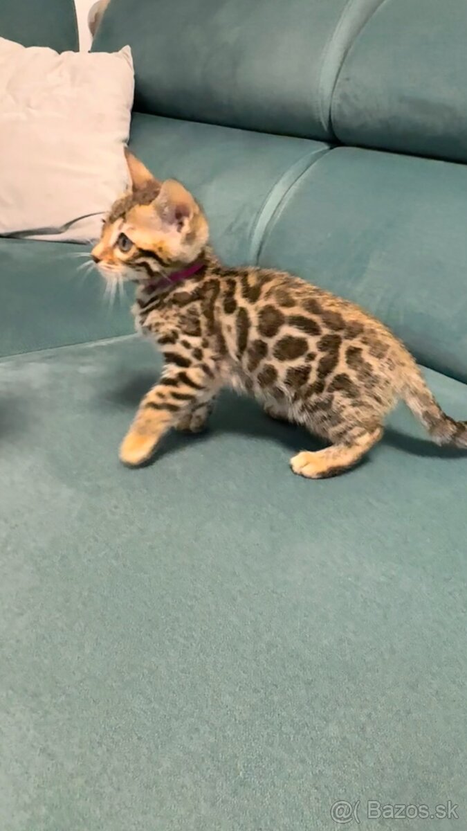 Bengalska mačka s rodokmeňom, Bengal Cat - 4