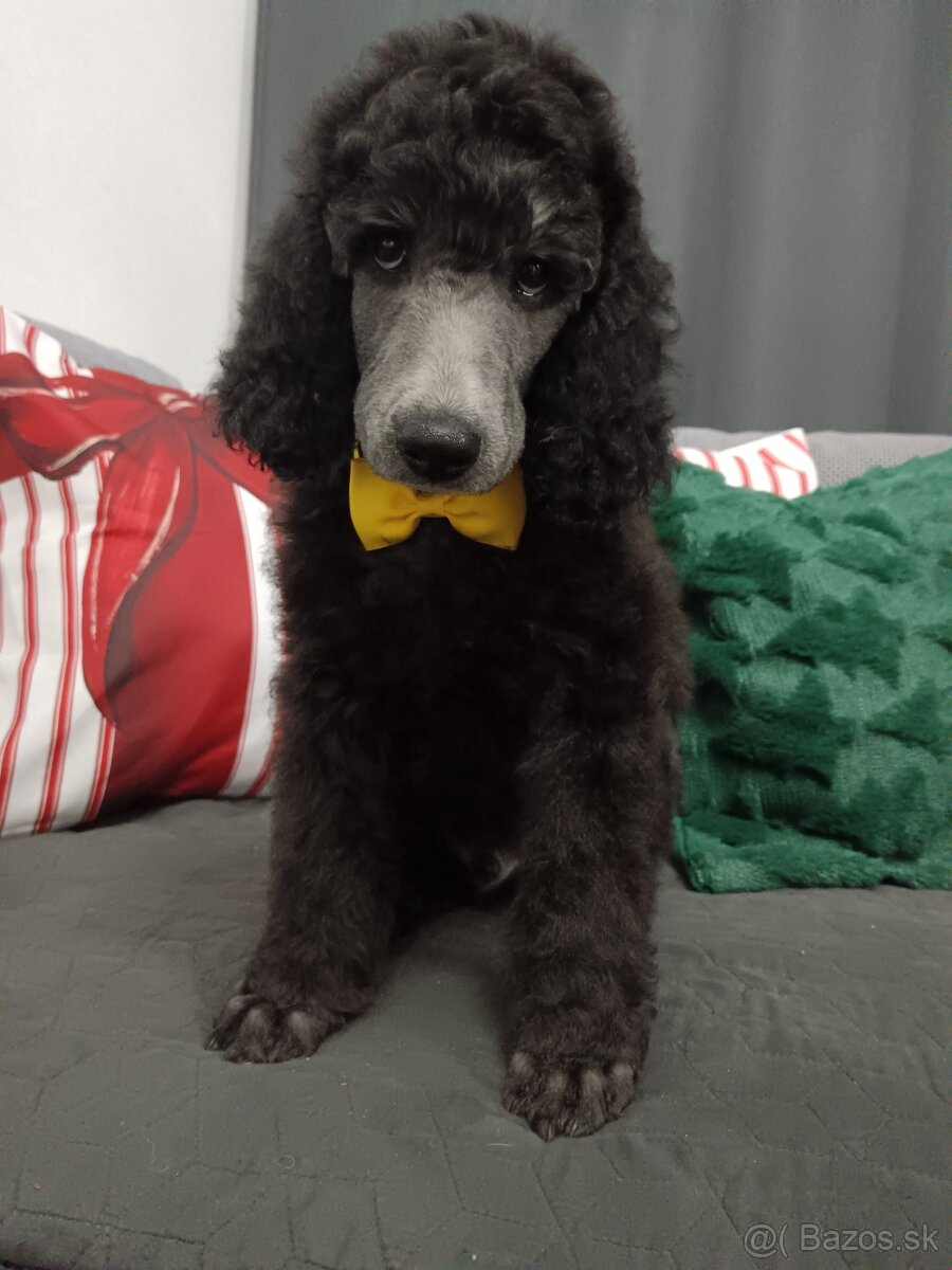 Pudel veľký (kráľovský) - 4