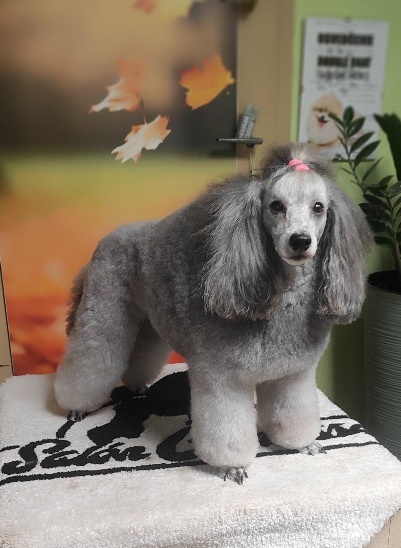 Pudlík trpaslíčí strieborný - 4