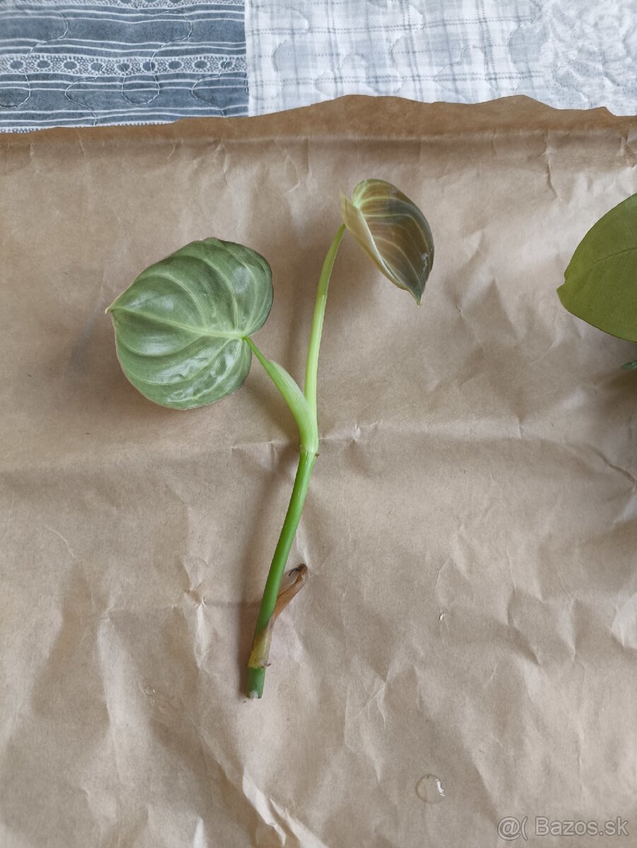 Izbové rastliny odrezky - 4