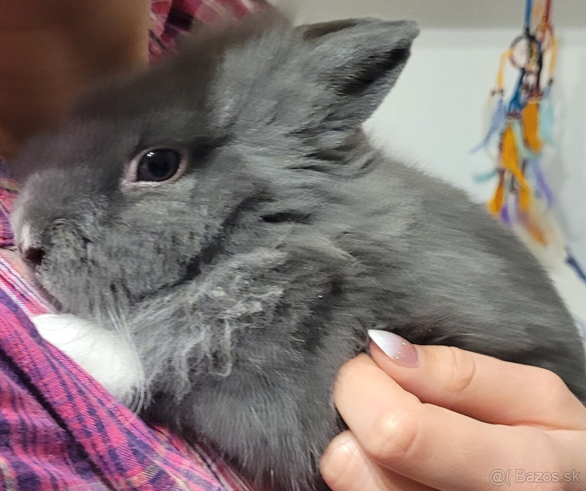 Králik Teddy - predaj - 4