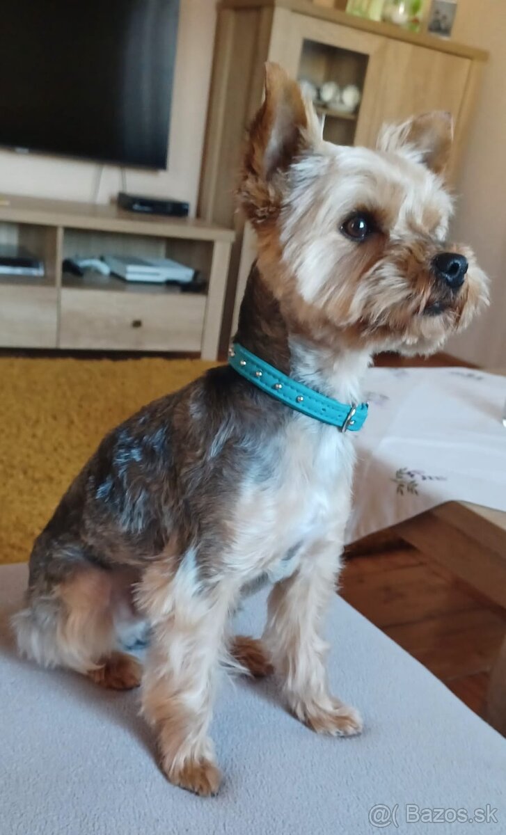 Yorkshire na krytie - 4