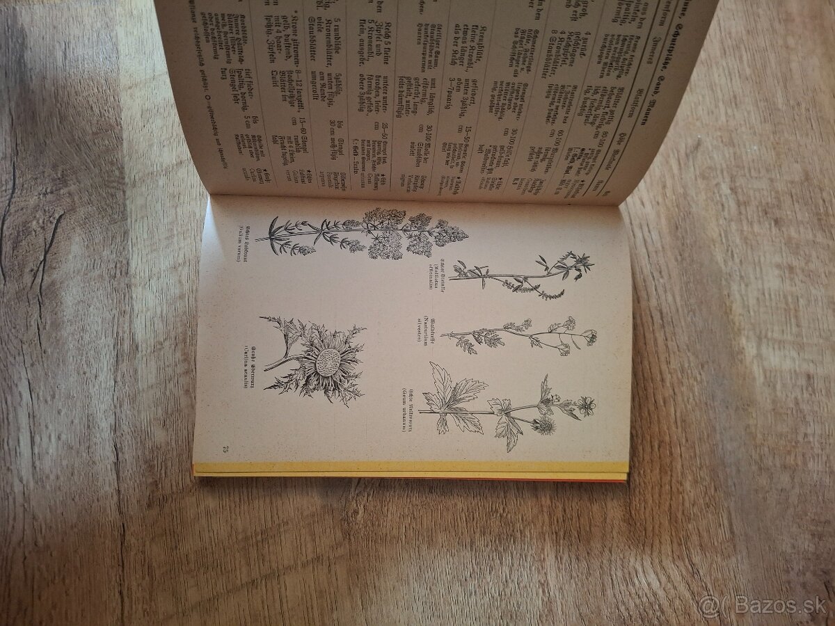 Was blüht denn da - 4