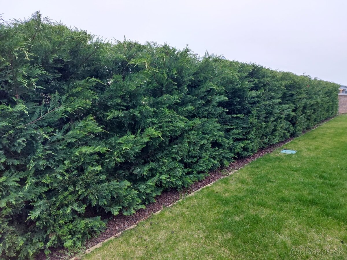 Zivy plot Cyprusovec leylandský (Cupressocyparis leylandii) - 4