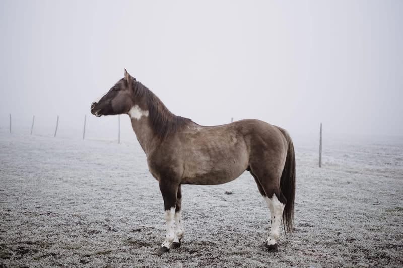 Apha žrebec pripuštanie - 4