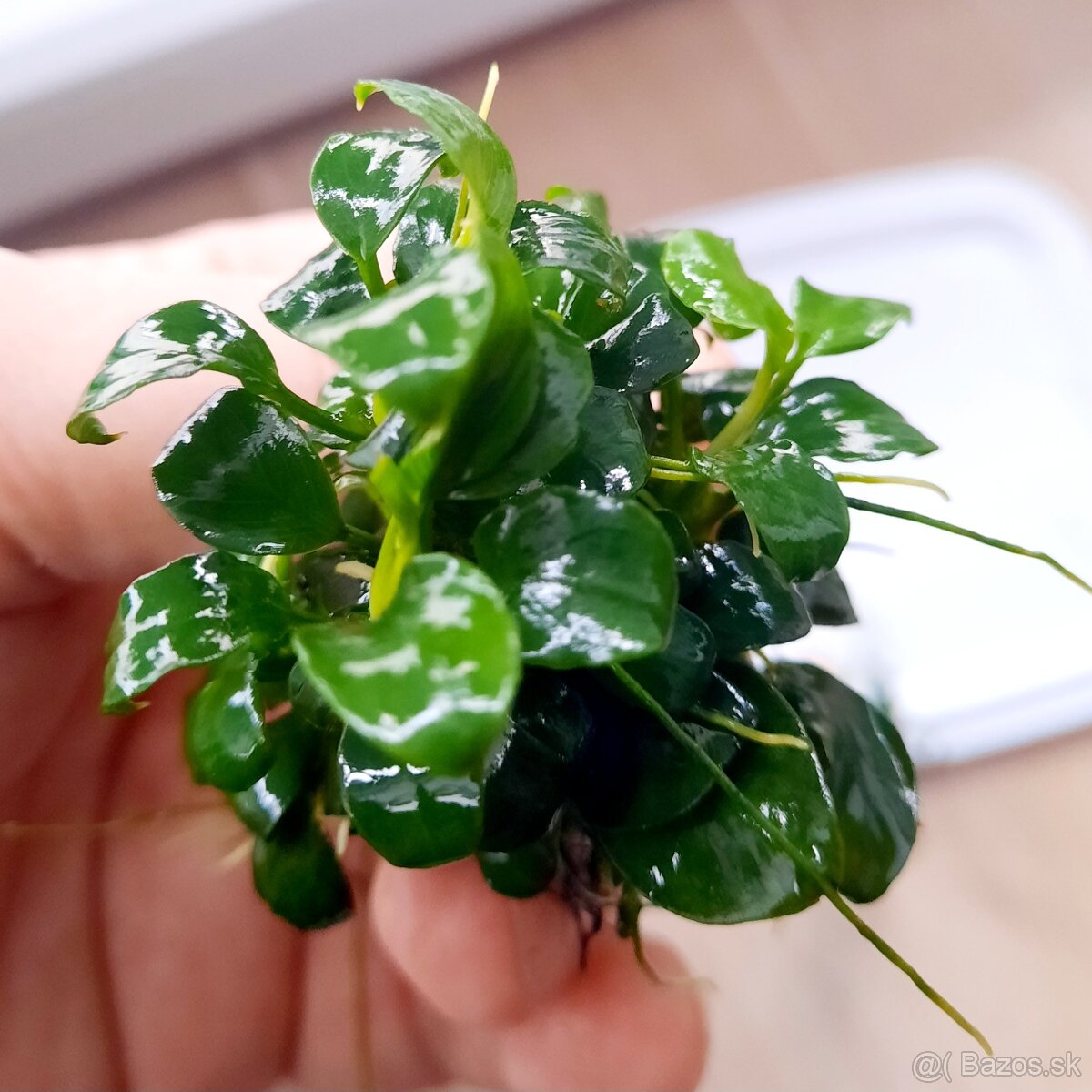 Anubias barteri, pinto, petit - 4