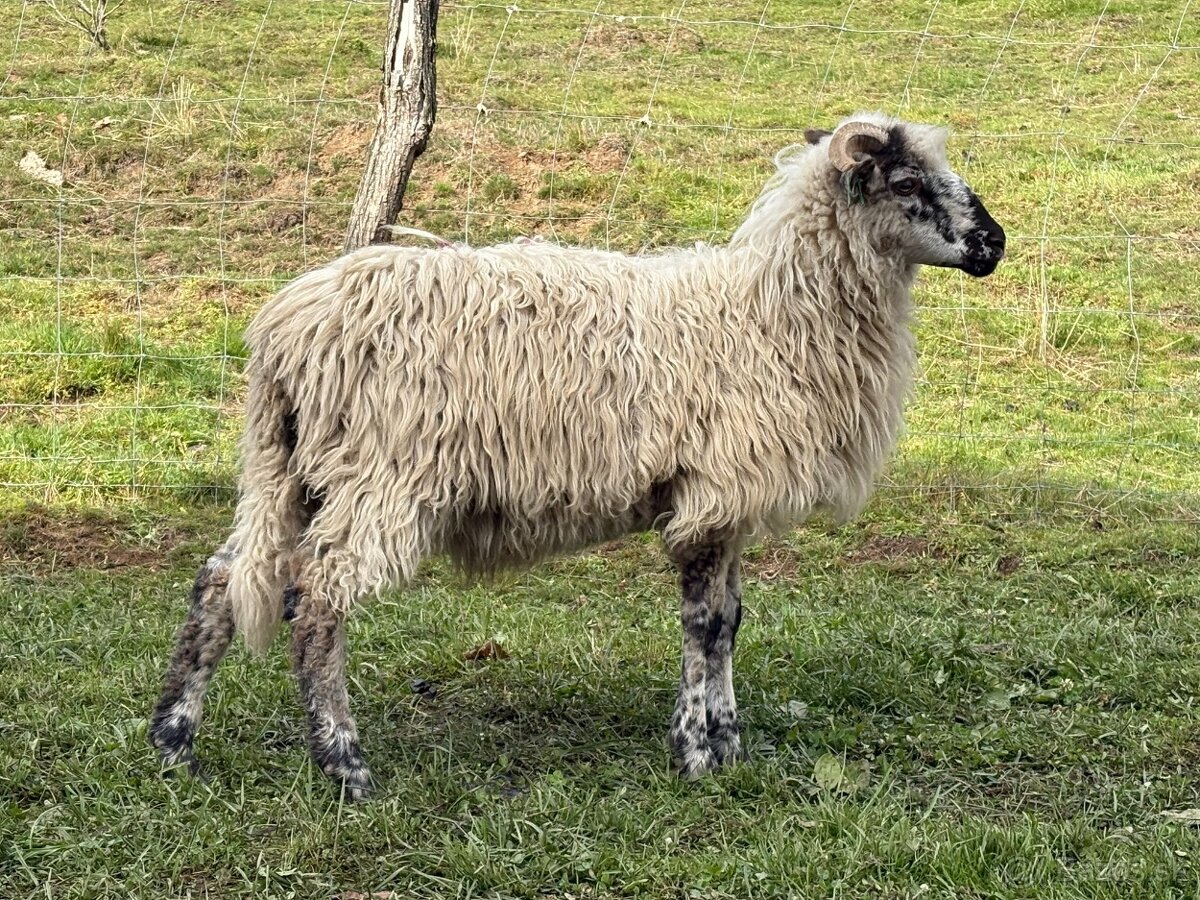 Barany pôvodná valaška - 4