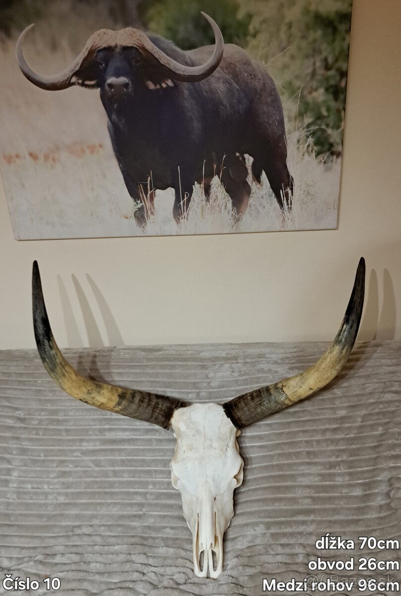 Trofeje, maďarský stepný - 4