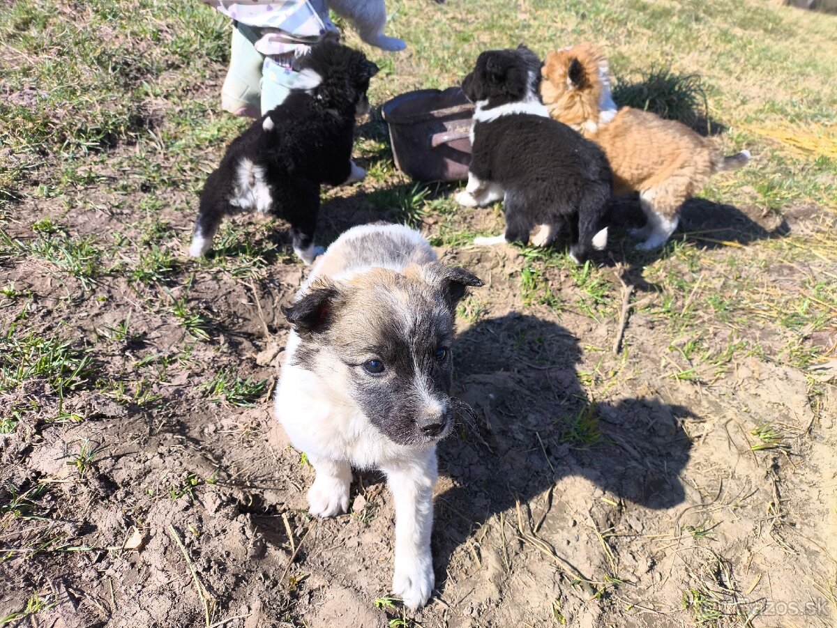 Darujem šteniatka - 4