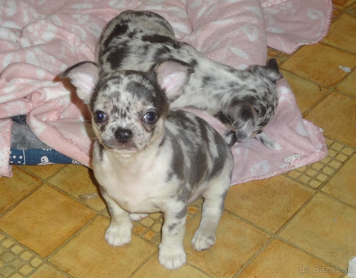 čivava krátkosrstá,dlhosrsta - 4