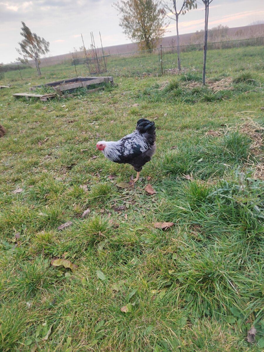 Kohút - wyandotka strieborná zdrobnelá - 4