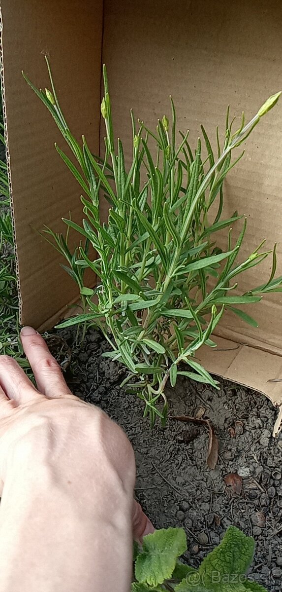 Levanduľa lekárska - sadenice - 4