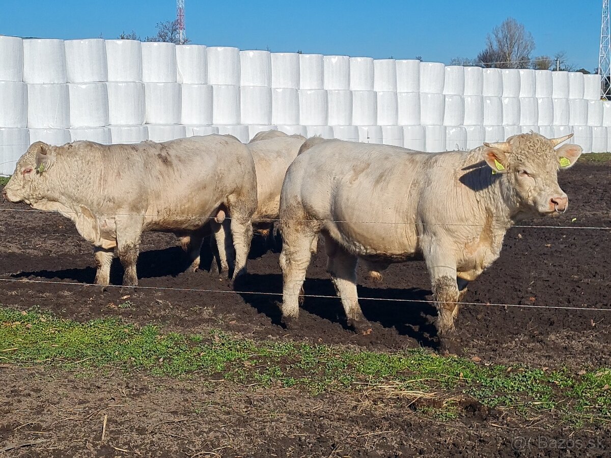 Plemenný býk Charolais - 4
