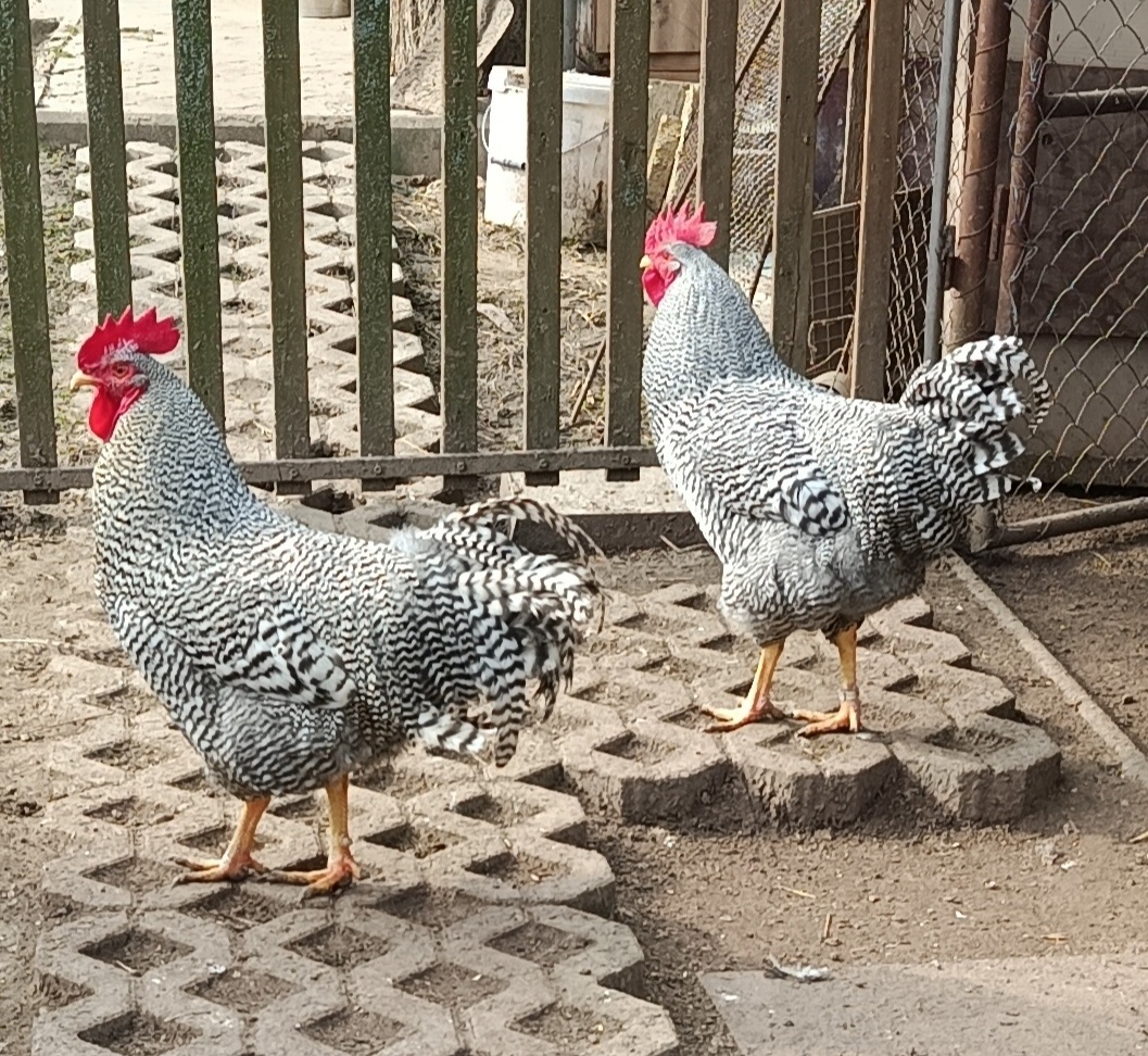 Kohút 🐓 - 4