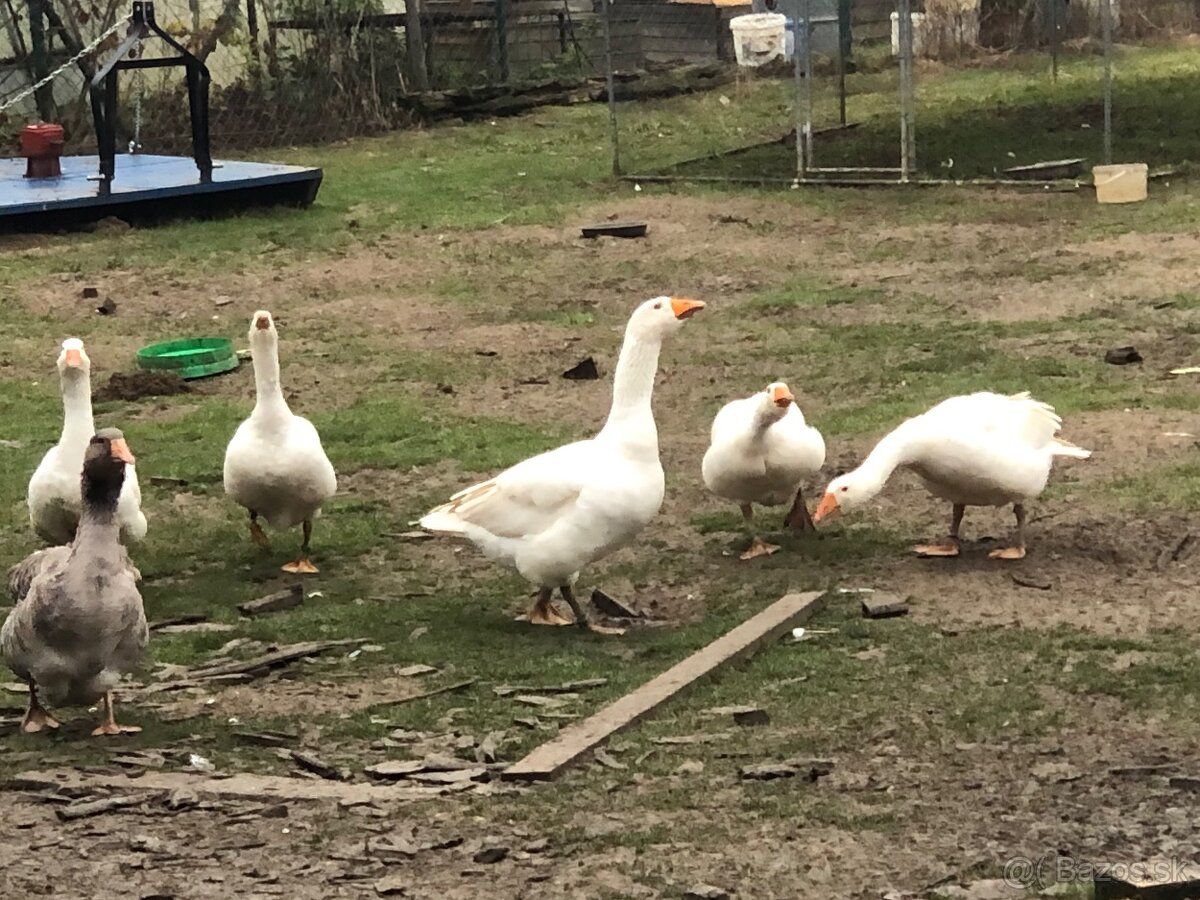 Slovenská biela hus- samec - 4