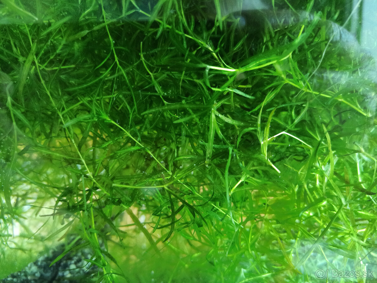 Plávajúce rastliny - 4
