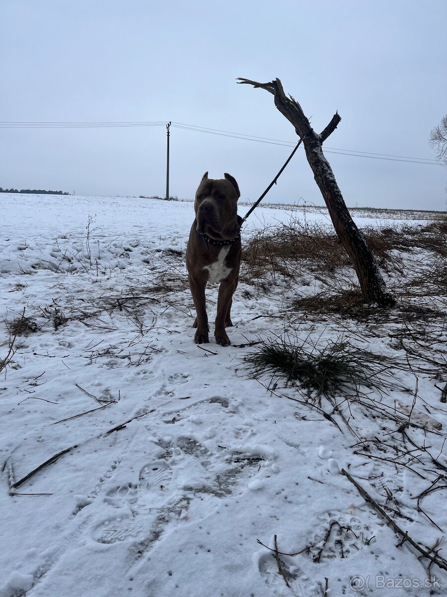 Dám na krytie Bandoga - 4