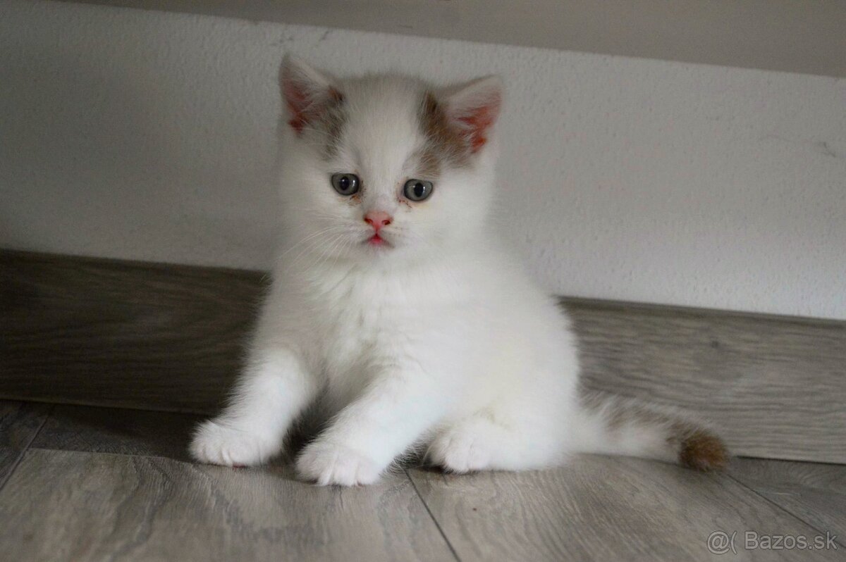 Britský kocúrik s PP - 4