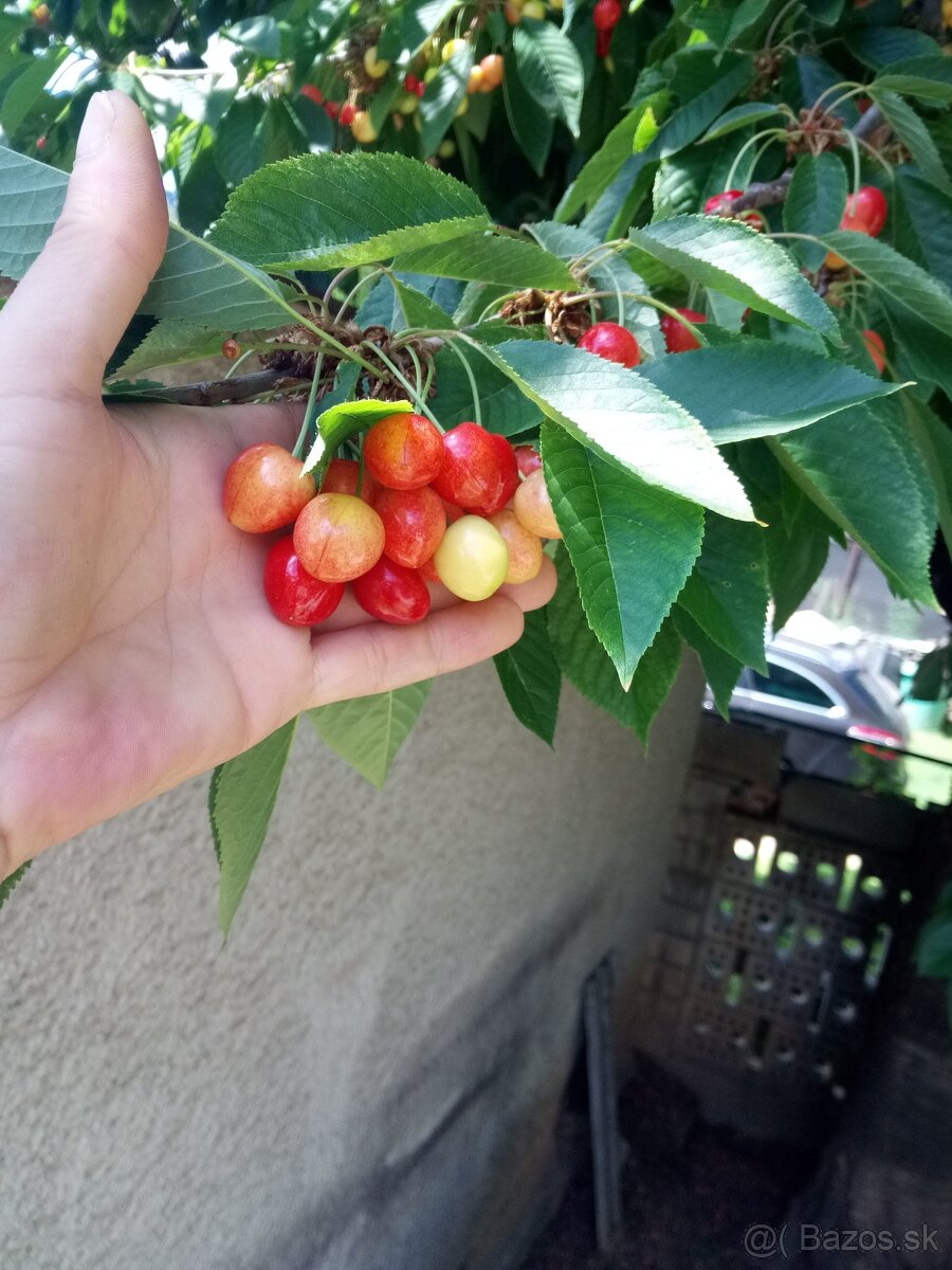 Čerešne - 4