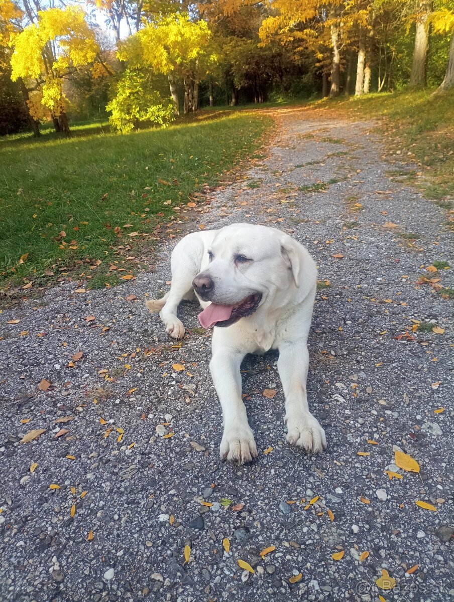 Labrador- krytie - 4