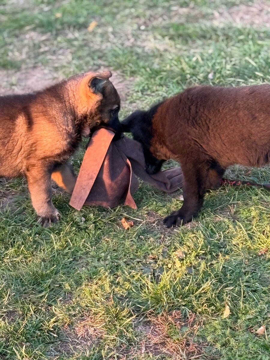 Šteniatka nemecký ovčiak s PP - 4
