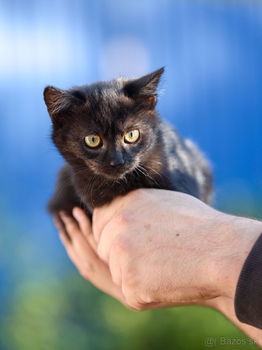 Darujem mačiatka z ulice - čierne, sivé, whiskas - 4