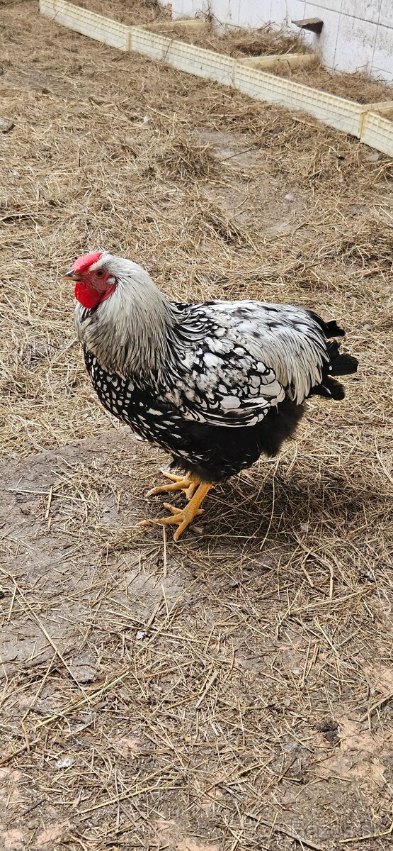 Wyandotky - 4