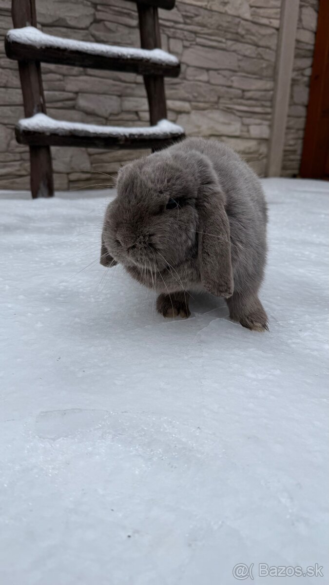 Zákrslý králik minilop❤️ - 4