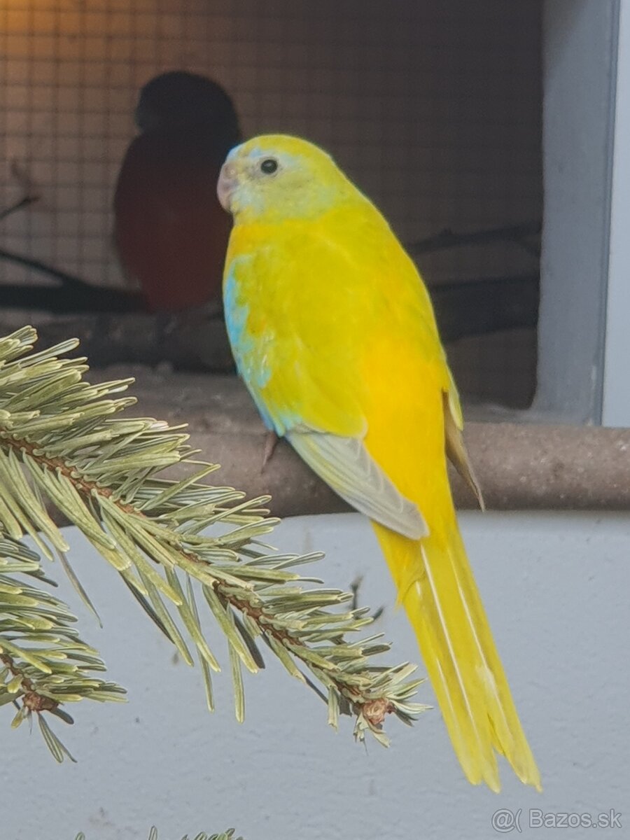 Predam neofema tyrkysova zltobrucha. - 4