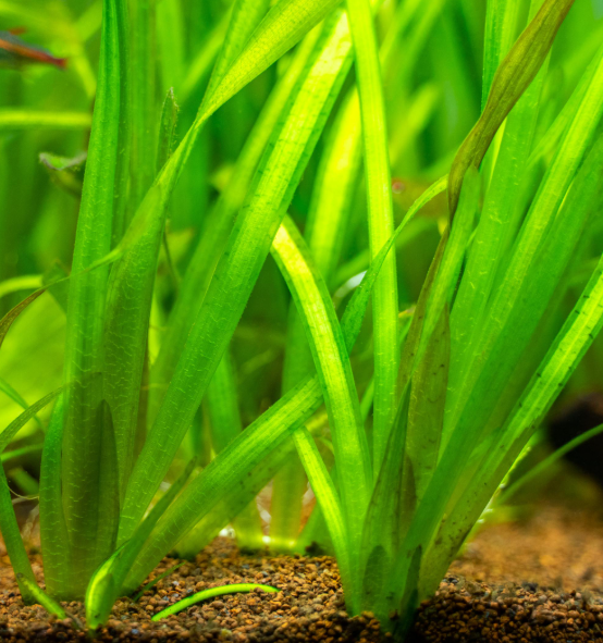 rastliny, roupice, mikra - 4