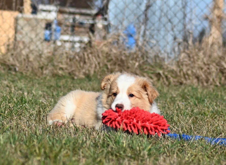 Border Collie / Border Kólia s PP - 4