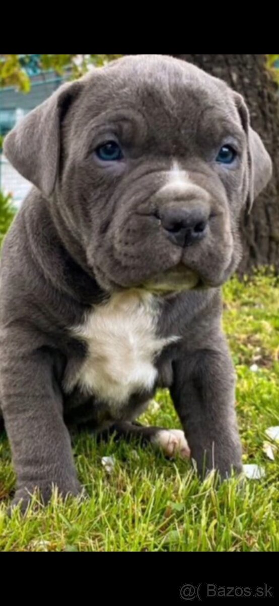 Americky modry stafford - 4