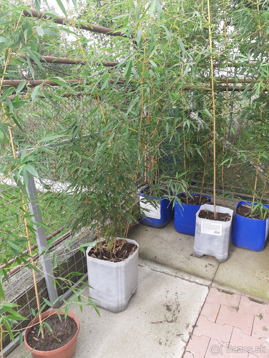 Mrazuvzdorny babus AUREA trs. - 4