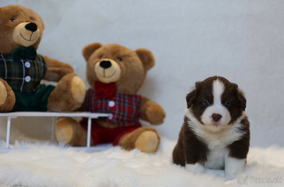 Miniatúrny americký ovčiak - 4