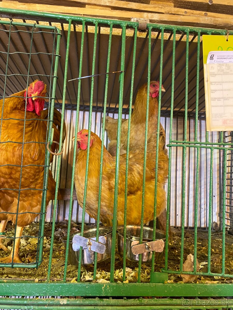 Oravka žltohnedá - 4