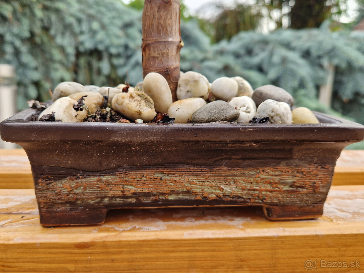 Sukulentný bonsaj - tučnolist s bonsaj miskou - 4