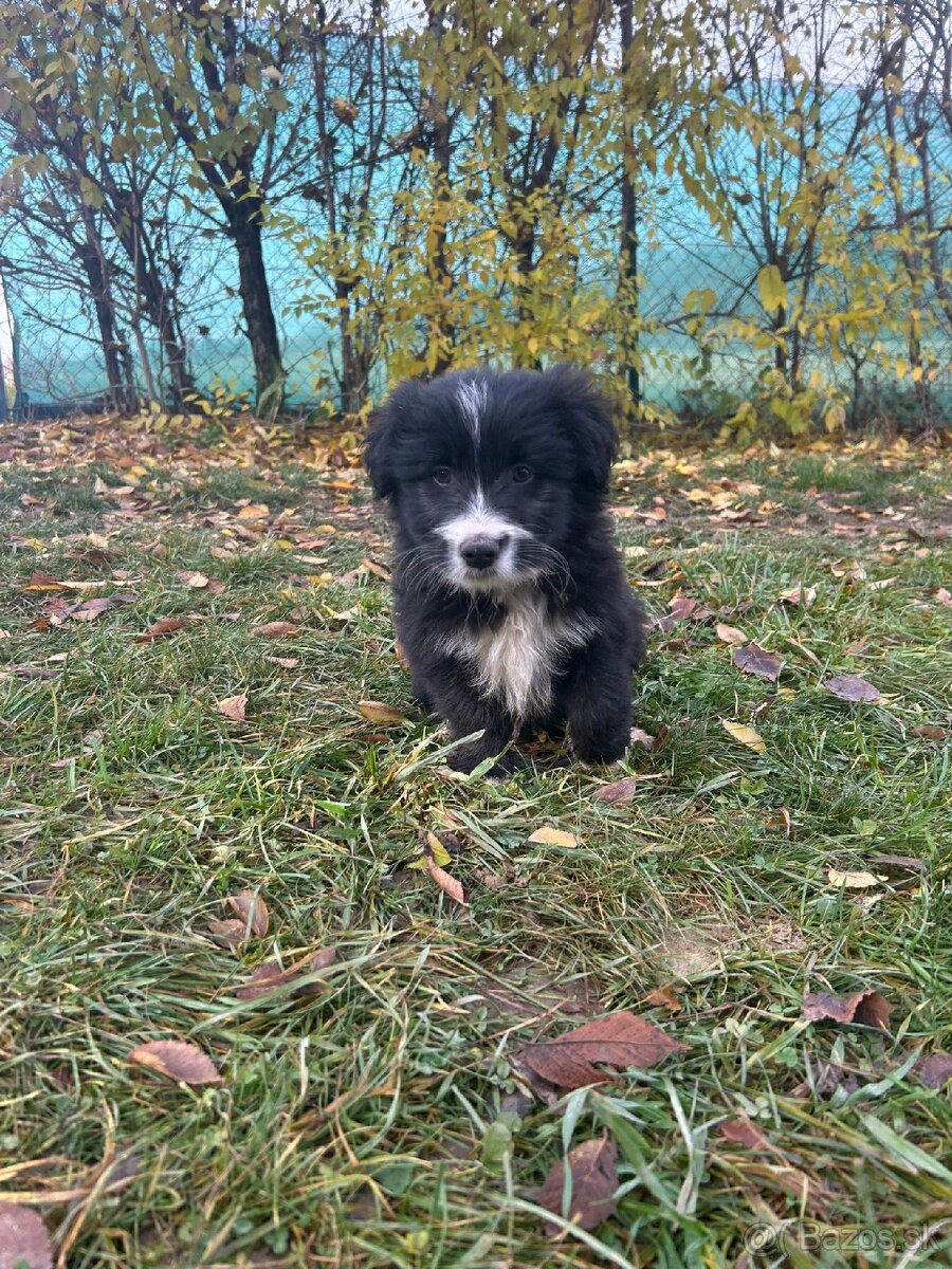 Predám šteniatka – mix border kólie - 4
