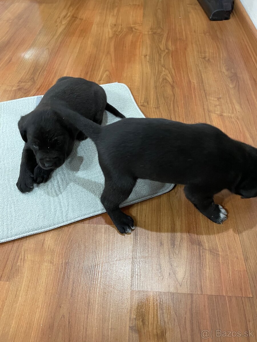 šteniatka od weimara - 4